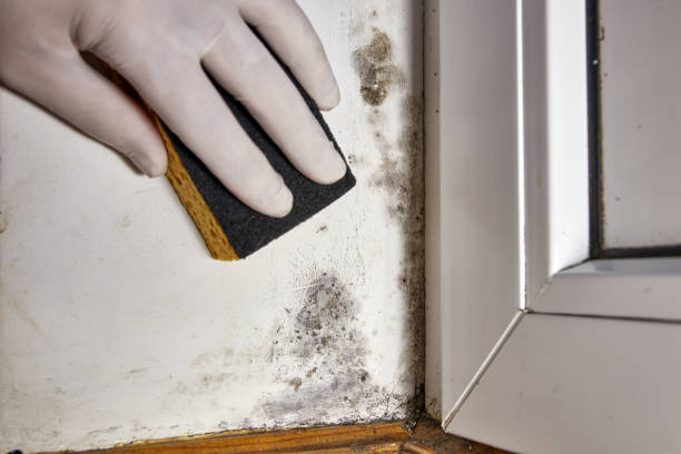 Best Black Mold Removal  in Pearl City, HI